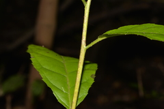 Ehretia acuminata