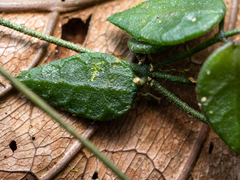 Dischidia hirsuta, photograph (c) Samuel Lee, some rights reserved (CC BY)