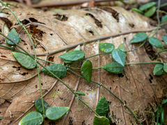 Dischidia hirsuta, photograph (c) Samuel Lee, some rights reserved (CC BY)