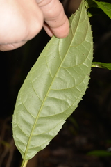 Ehretia acuminata