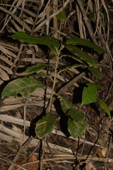 Quintinia verdonii