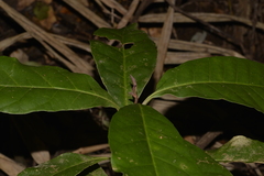 Quintinia verdonii