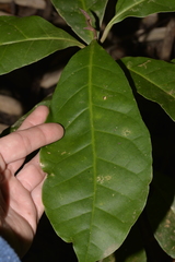 Quintinia verdonii