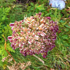 Laserpitium halleri, photograph (c) Kai Löhr, some rights reserved (CC BY)