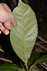 Quintinia verdonii