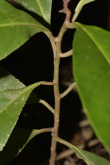 Quintinia verdonii