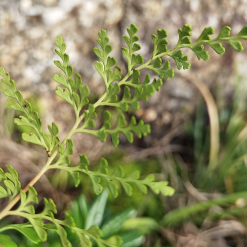 Sphenomeris biflora × Sphenomeris chinensis iNat (1)