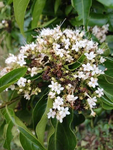 Image of Volkameria glabra by (c) Margaret Burger, some rights reserved (CC BY-SA)