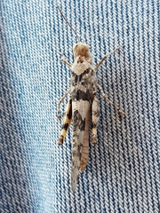 Trimerotropis pallidipennis