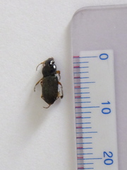 Coleoptera