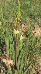 Bulbine alooides