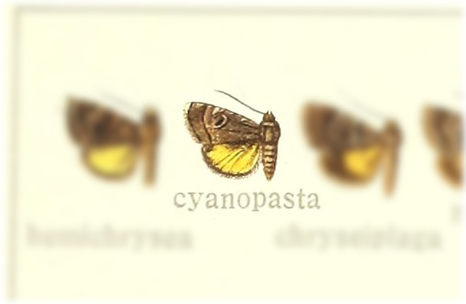 Acontiola cyanopasta