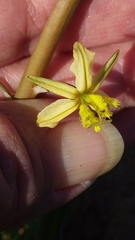 Bulbine alooides