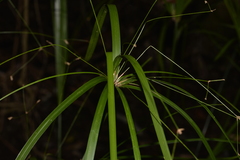 Cyperus filipes