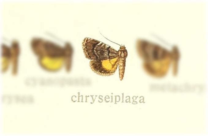 Acontiola chryseiplaga