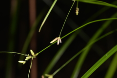 Cyperus filipes