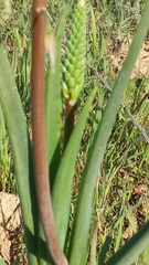Bulbine alooides