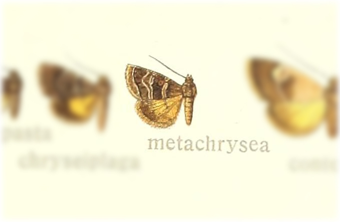 Acontiola metachrysea