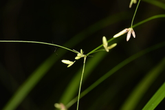 Cyperus filipes