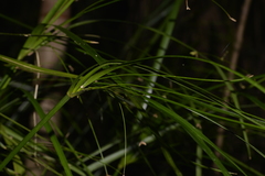 Cyperus filipes