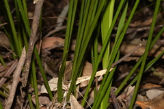 Cyperus filipes