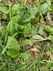 Plantago major