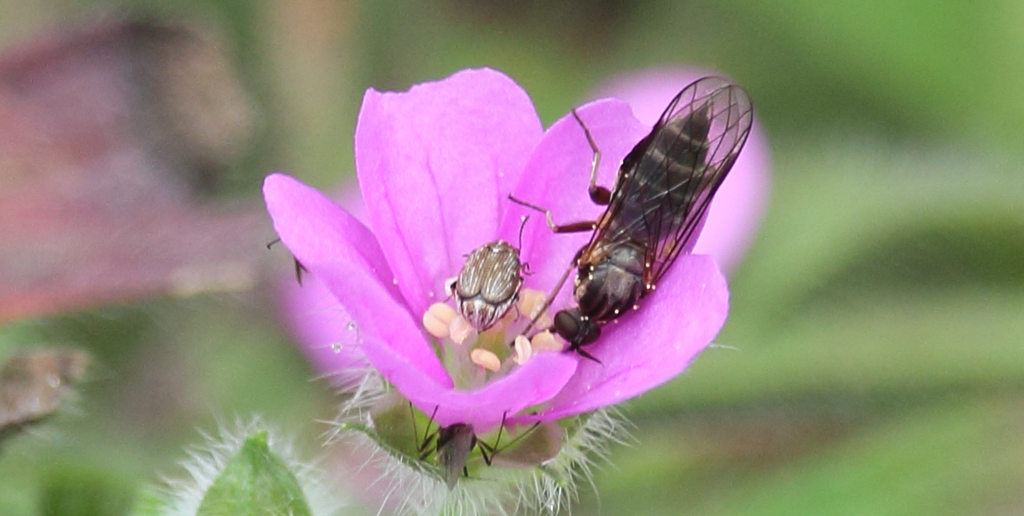Aplomera