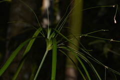 Cyperus filipes