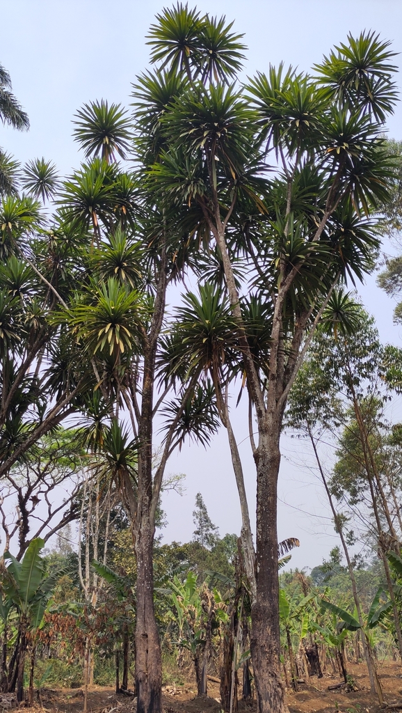 Foto de Dracena