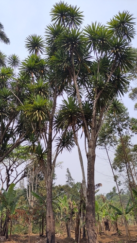 Dracena