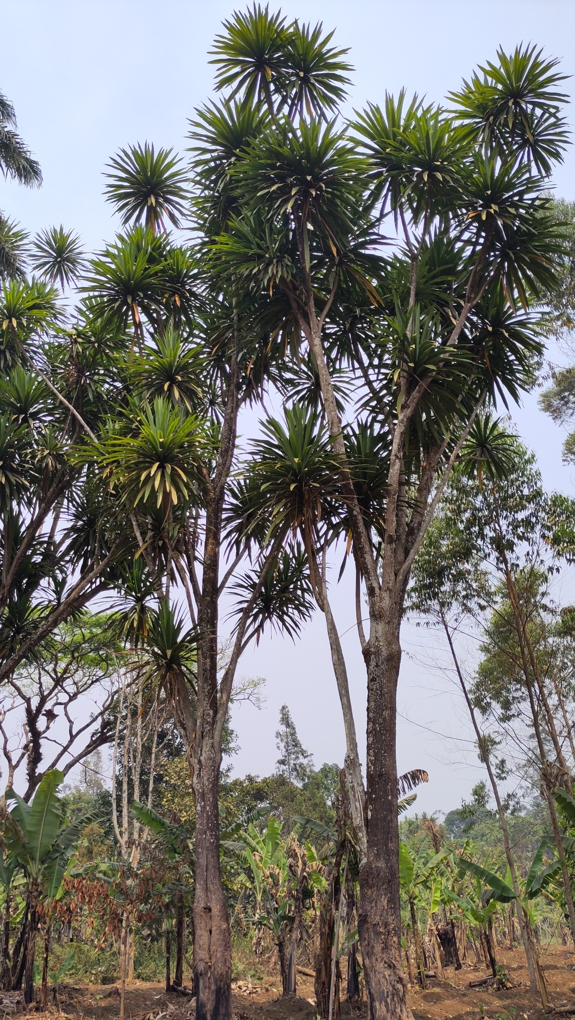 Imagem de Dracena
