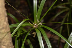 Cyperus filipes