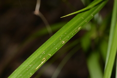 Cyperus filipes
