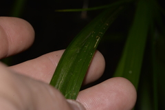 Cyperus filipes
