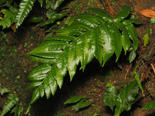 Bolbitis × laxireticulata iNat (1)