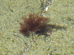 Hydropuntia caudata