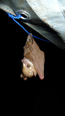 Scotonycteris occidentalis