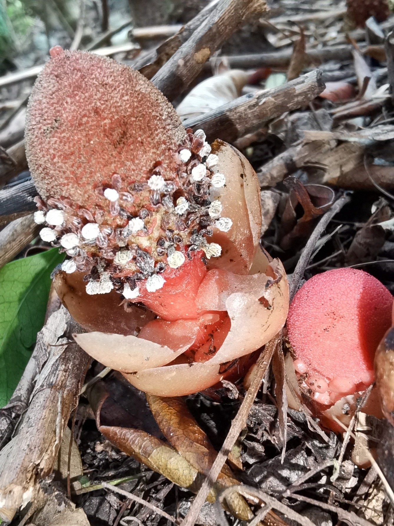 Imagem de Flor-de-cera