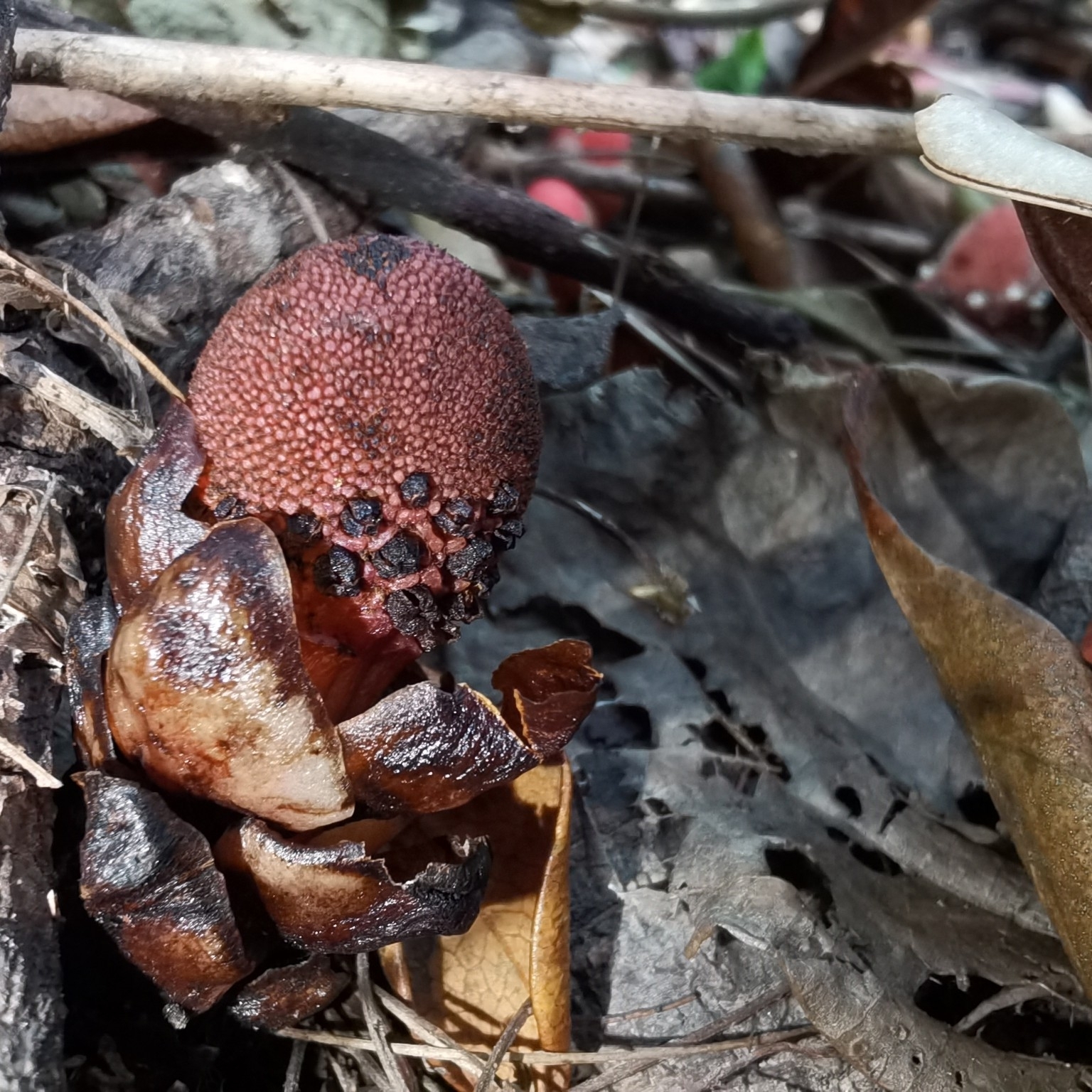 Imagem de Flor-de-cera