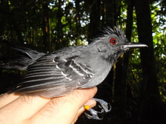 Percnostola rufifrons