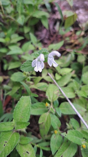 Leucas decemdentata observed 2025-01-14