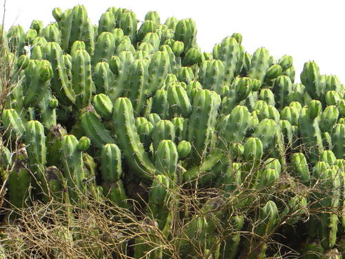 Blue Myrtle-cactus