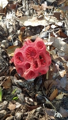 Clathrus crispus