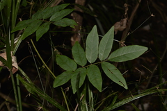 Austrosteenisia glabristyla