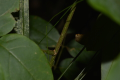 Austrosteenisia glabristyla