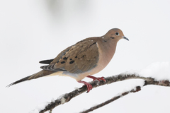 Mourning Dove photo 3
