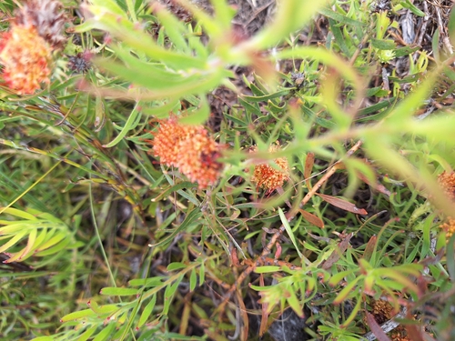 Image of Leucospermum prostratum by (c) Adele SL, some rights reserved (CC BY)