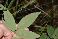 Austrosteenisia glabristyla