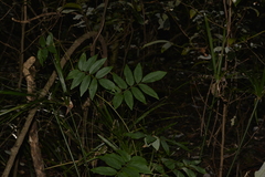 Austrosteenisia glabristyla