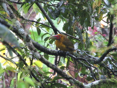 Pteroglossus bailloni